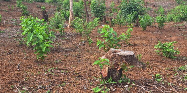 नेरळ-कशेळे राज्यमार्ग रस्त्यावर कवठेवाडी येथे जंगलतोड