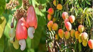 ओल्या काजुगरांचा हंगाम संपला