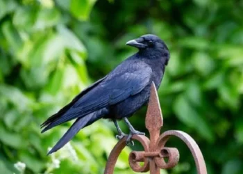 भारतीय कावळे मारण्याचा केनियन सरकारचा निर्णय
