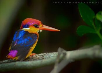 पक्ष्यांचं नंदनवन तिबोटी खंड्याच्या स्वागतासाठी सज्ज