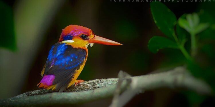 पक्ष्यांचं नंदनवन तिबोटी खंड्याच्या स्वागतासाठी सज्ज
