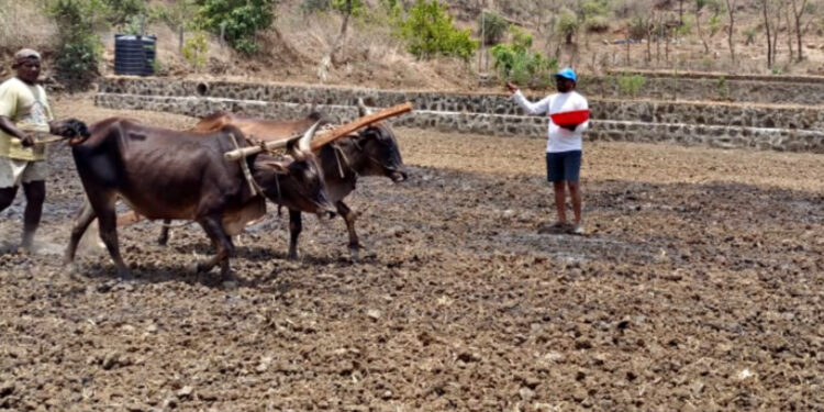 शेत शिवार गजबजले