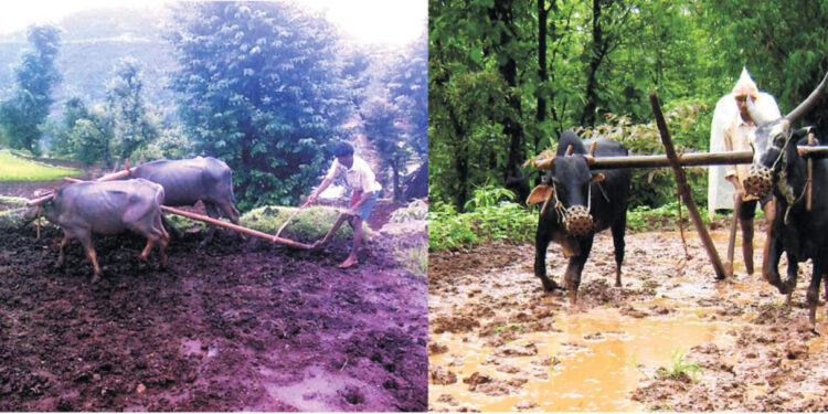 पोलादपुरात नांगरणीला वेग