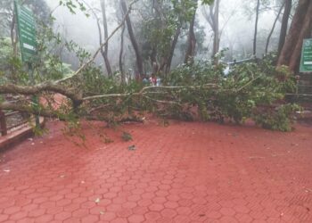 माथेरान पालिकेने रस्त्यात पडलेले झाड तत्काळ हटवले