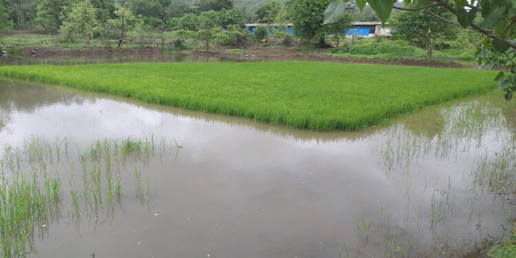 पावसामुळे शेतातील राब झाले हिरवेगार