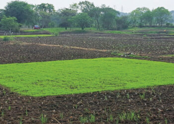 भातबियाणे चांगले उगवल्याने राब हिरवेगार