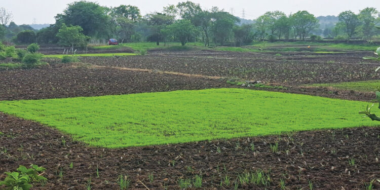 भातबियाणे चांगले उगवल्याने राब हिरवेगार