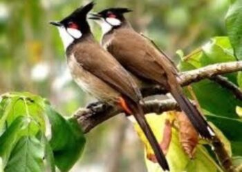 पक्ष्यांकडून पावसाच्या आगमनाचे संकेत