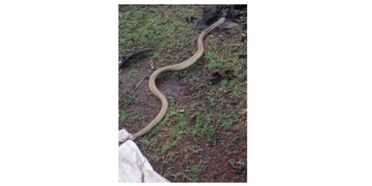 सर्पमित्र संदीप घरतने दिले नागाला जीवदान