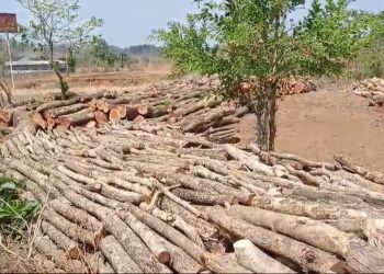 बळीवरे येथे झाडांची कत्तल