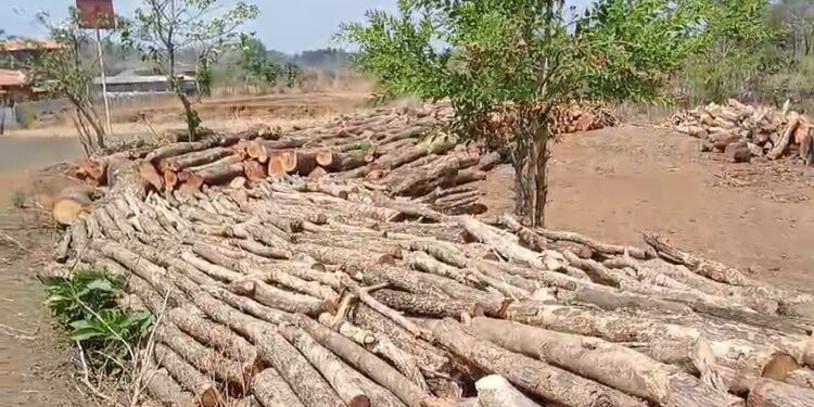 बळीवरे येथे झाडांची कत्तल