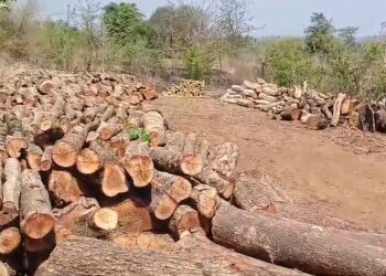 बळीवरे येथे झाडांची कत्तल