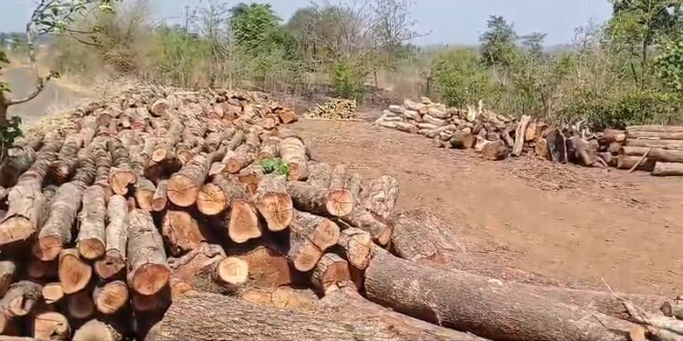 बळीवरे येथे झाडांची कत्तल