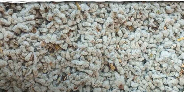 बोगस भात बियाणे केंद्रावर कारवाई