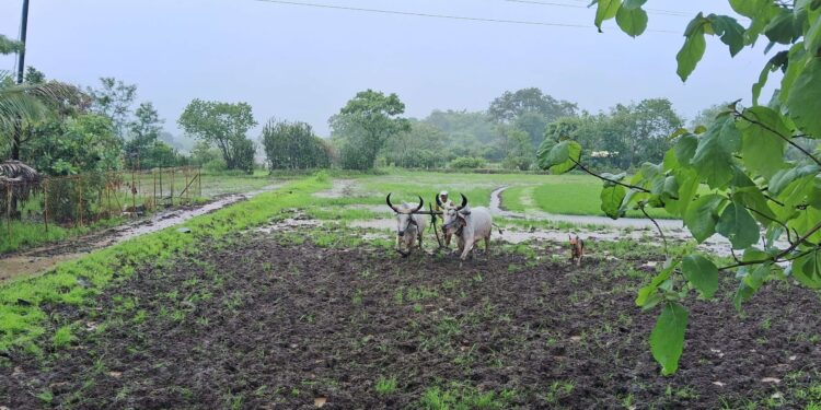 भात लावणी लांबणीवर