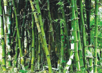 बांबू लागवड दरडग्रस्तांना ठरणार वरदान