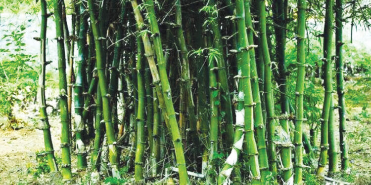 बांबू लागवड दरडग्रस्तांना ठरणार वरदान