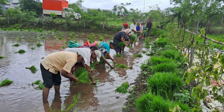 चारसुत्री भात लागवडीवर भर