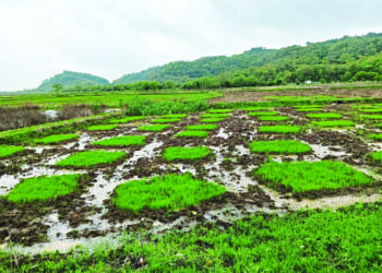 भात लावणीसाठी मजूर मिळेनात
