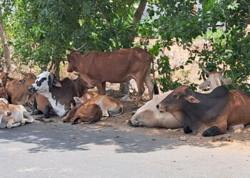 गुरांनी घेतला सावलीचा आधार