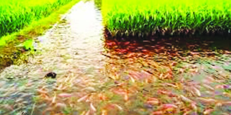 भूजल मत्स्यशेतीमुळे नीलक्रांती यशस्वी