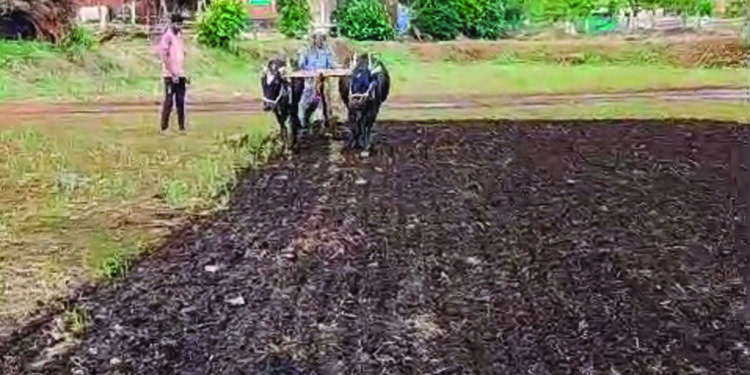 कर्जतमध्ये भातशेतीच्या कामांना सुरुवात