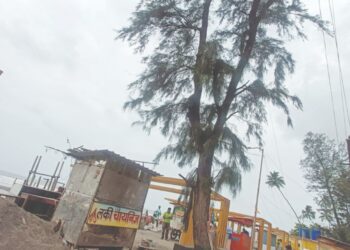 धोकादायक सुरुचे झाड तोडण्याची मागणी