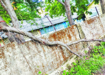 झाडांची छाटणी केली मात्र फांद्या तेथेच