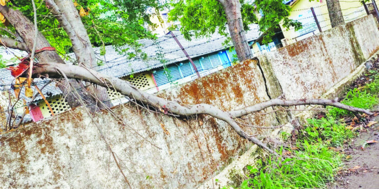 झाडांची छाटणी केली मात्र फांद्या तेथेच