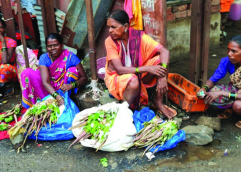आरोग्यवर्धक शेवळं बाजारात दाखल
