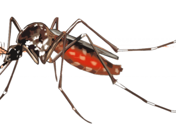 जिते येथे डेंग्यू सदृश्य साथ