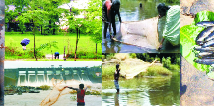 पोलादपूर तालुक्यात ‘वलगन’ लागली!