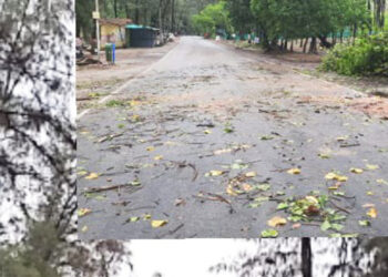 काशिद-बीच रस्त्यावर झाड कोसळले