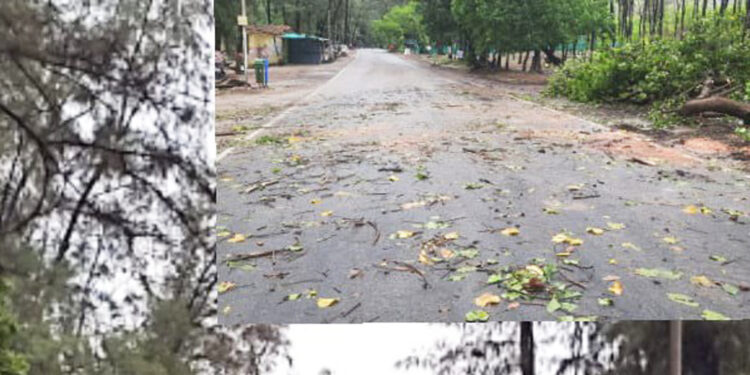 काशिद-बीच रस्त्यावर झाड कोसळले