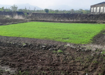 पावसामुळे राब झाले हिरवेगार