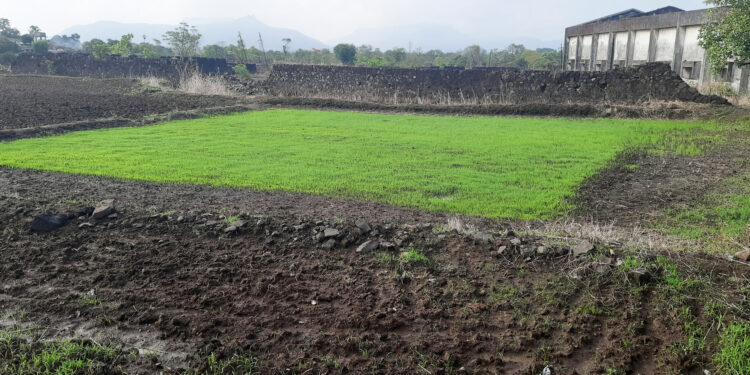 पावसामुळे राब झाले हिरवेगार