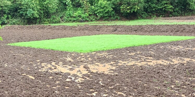 तळा तालुक्याला पावसाने झोडपले