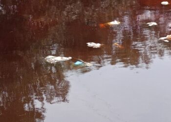 कासाडी नदीच्या प्रदूषणात वाढ