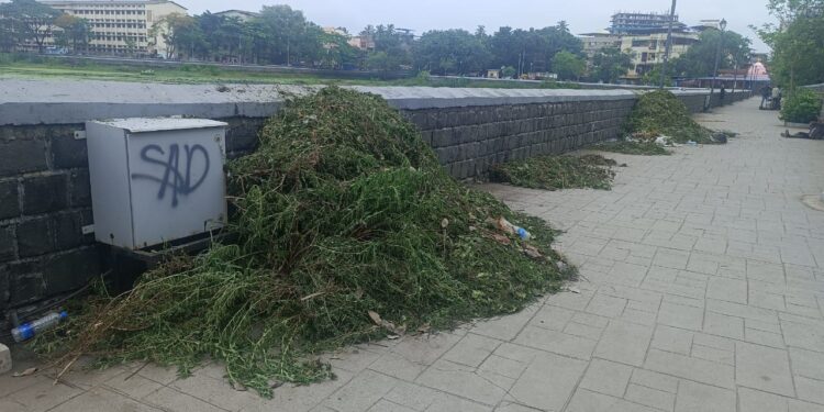 संवर्धनाच्या नावाखाली जैवविविधतेचा र्‍हास?