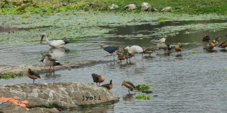 वडाळे तलावाच्या जैवविविधतेचे सर्वेक्षण