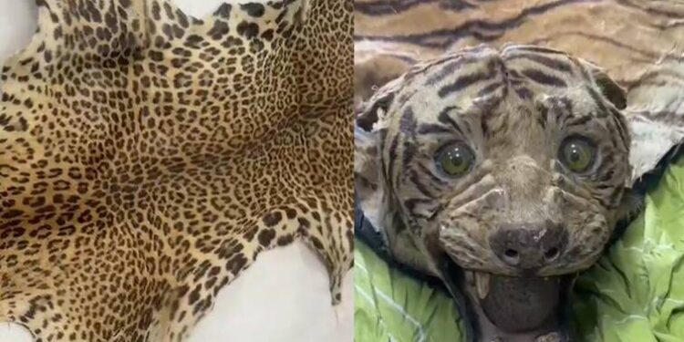 वाघाची 5 कोटींची कातडी जप्त