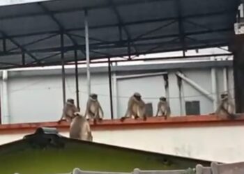 चिरनेर गावात जंगली वानरांचा उच्छाद