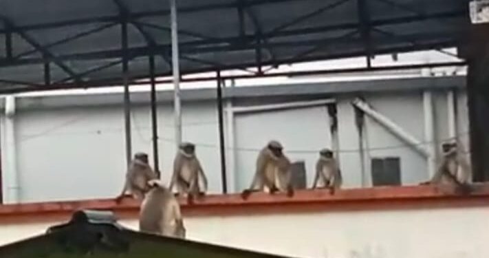 चिरनेर गावात जंगली वानरांचा उच्छाद
