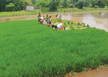 लावणीच्या कामातून आदिवासींना रोजगार