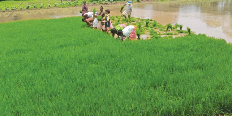 लावणीच्या कामातून आदिवासींना रोजगार