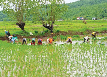 भात लावणीच्या कामाला प्रारंभ