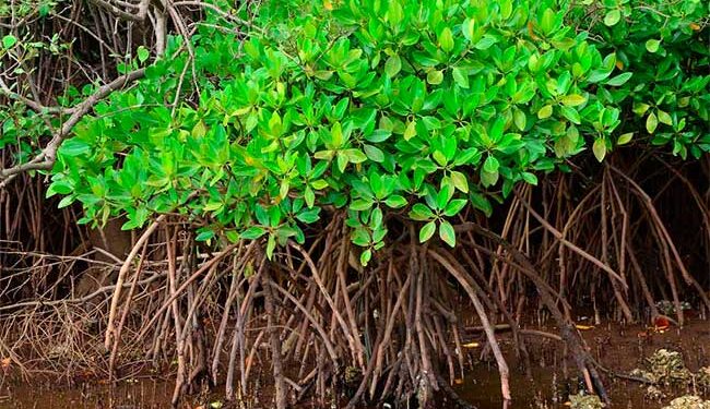 खारफुटी वनातील जैवविविधतेची माहिती