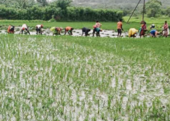 कर्जत तालुक्यात भातलावणीला वेग