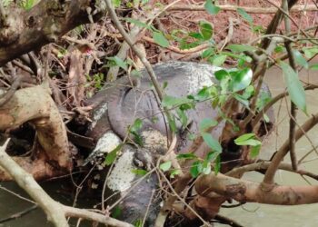 अतिवृष्टीत गाभण म्हशी गेल्या वाहून