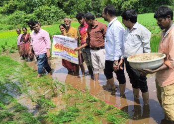 तालुक्यात भात, नाचणी पिकांसाठी स्पर्धा